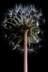 Macro photography of dandelion - Taraxacum officinale