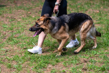 German Shepherd, on a leash, next to the owner, on the run
