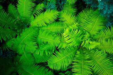 Fototapeta na wymiar beautiful fern bushes top view