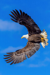 Bald eagle is America's best-known raptor.