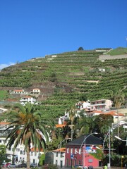 Beautiful blue sky hillside mediterranean vineyard on the coastal bay with palm tree. 