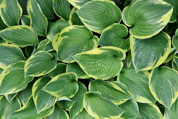 Obraz premium A close up image of yellow and green variegated Hosta plant.