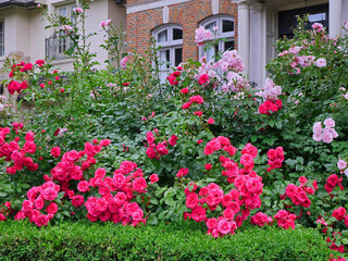 Fototapeta na wymiar Tall shrub roses used as a beautiful hedge for privacy