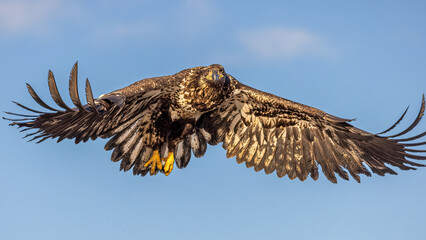Immature bald eagles do not have white head feathers until age 4-5 years.