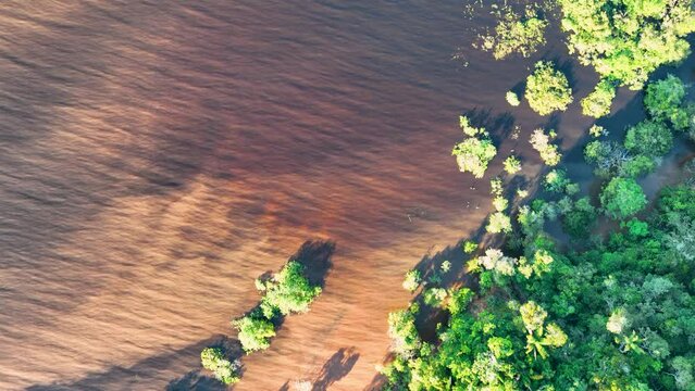 Amazon River at Amazon Forest. The famous tropical forest of world. Manaus Brazil. Amazonian ecosystem. Nature wild life landscape. Solimoes Amazon river biome. Amazon lifestyle.
