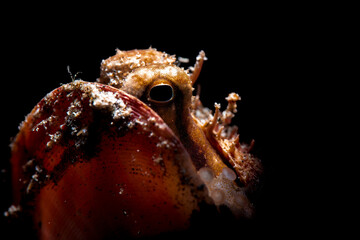 octopus in a shell on a black background
