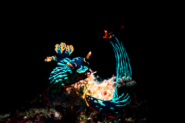 A nudibranch chasing another 
