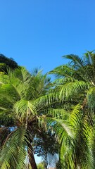 Obraz premium coconut tree