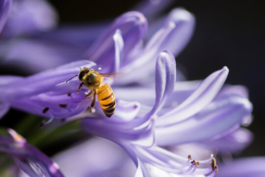 abeja polinizando en agapantos