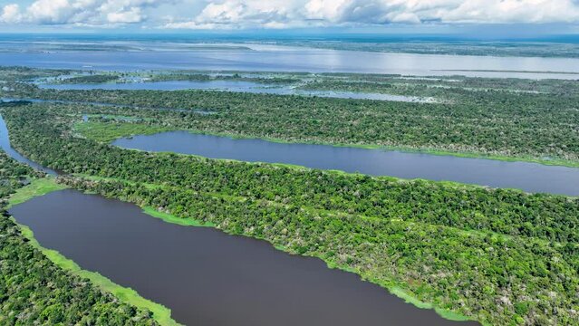 Nature aerial view of Amazon forest at Amazonas Brazil. Mangrove forest. Mangrove trees. Amazon rainforest nature landscape. Amazon igapo submerged vegetation. Floodplain forest at Amazonas Brazil.