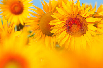 Obraz premium sunflower close up