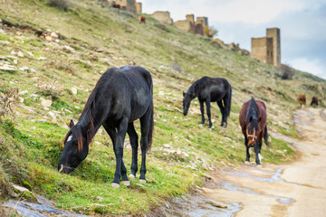 Horses in Dagestan, Russia. A herd in the mountains. Black horses on the green slopes
