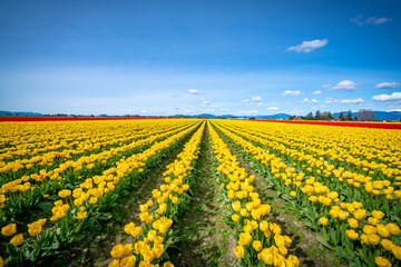 Spring Tulip Field at Noon
