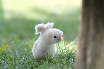 A white baby chick is spreading her wings on green grass.