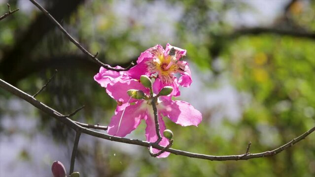 Pink flowers of Ceiba speciosa or Chorisia speciosa in the wind with pollinating bees in selective focus and blurred background inFine details. Tropical forest in details close up