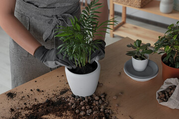 Woman planting beautiful houseplant at table indoors, closeup