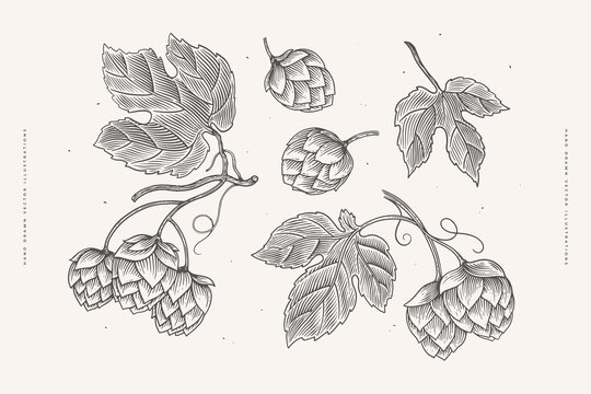 Hop branches, cones, leaves, hand-drawn. Botanical design element for labels, emblems, beer packaging. Concept of organic products. Vector vintage illustration on light isolated background.