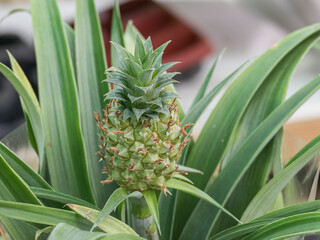 pineapple champaca ornamental plant indoor