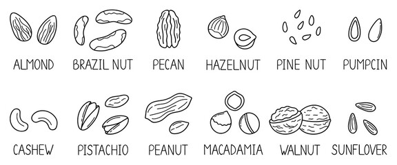 Hand drawn set of nuts and seeds doodle with titles. Almond, hazelnut, pistachio, macadamia, cashew, walnut in sketch style.  Vector illustration isolated on white background