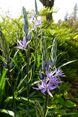 Great Camas (Camassia leichtlinii)  is a perennial herb that grows from an edible bulb.