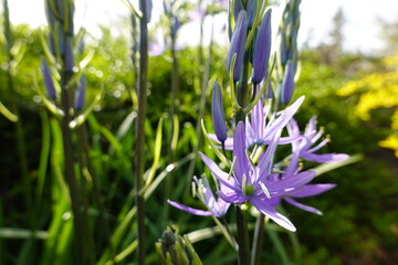 Large Camas is a native perennial herb that grows in central and northern California.
