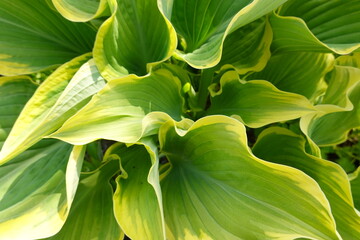 Obraz premium A Hosta (Plantain Lily) is a Great Choice for Beginning Gardeners.