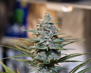 dosidos, do-si-dos, marijuana, pot, weed, dank, grow tent, medical marijuana, plant, tree, flower, pine, branch, macro