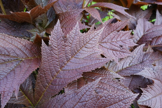 Rodgersia podophylla has attractive, palmate leaves that emerge bronze in spring but mature to a deep, dark green.