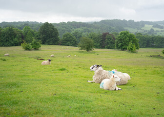 Fototapeta premium Sheep relaxing in a field