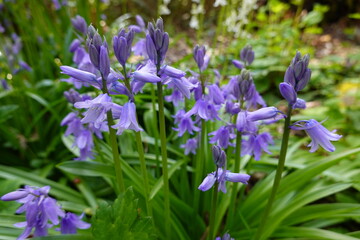 Spanish Bluebells is a shade-tolerant plant that bears spikes of lightly fragrant, porcelain blue, bell-shaped flowers toward the end of the bulb season.
