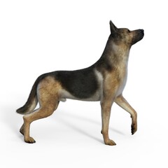 3d-illustration of an isolated german shepherd dog