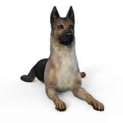 3d-illustration of an isolated german attentive shepherd dog