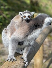ring lemur