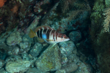Sciarrano, Serranus scriba, nascosto tra i massi