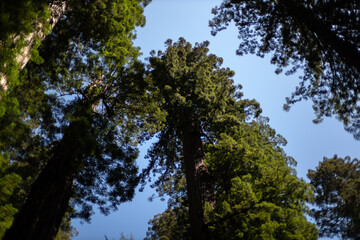 Redwood trees, green canopy and blue sky, Prairie creek state park, California