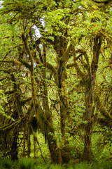 Hoh Rainforest, Olympic National Park, Hall of moses