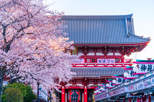 TOKYO, JAPAN - April 1, 2019: Spring cherry blossoms at Sensoji Temple's Hozomon Gate in the Asakusa District. Senso-ji was founded in 628 AD and is one of the most well known temples in the country
