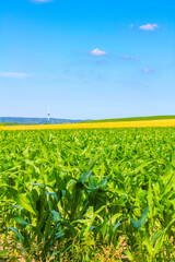 North German agricultural field forest trees nature landscape panorama Germany.