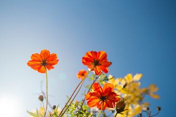 Flor Cosmos, laranja da Família: Asteraceae e Classificação superior: Coreopsideae