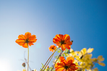 Flor Cosmos, laranja da Família: Asteraceae e Classificação superior: Coreopsideae