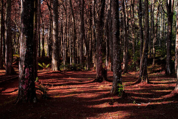 Campos do Jordão, São Paulo, Brasil: Bosque Vermelho no Parque Estadual de Campos de Jordão na...