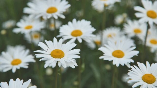 Beautiful daisies of the field in slow motion 4k