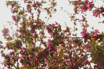 Pink Apple Tree Blossoms Amid Hazy Sunshine