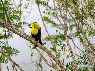 Keel-billed Toucan perched on tree branch in Panama