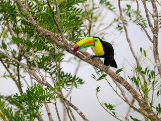 Keel-billed Toucan perched on tree branch in Panama