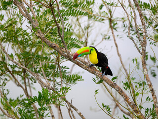 Keel-billed Toucan perched on tree branch in Panama