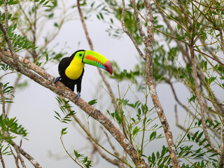 Keel-billed Toucan perched on tree branch in Panama