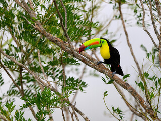keel-billed toucan, ramphastos sulfuratus, toucan, bird, panama, costa, central, wildlife, forest, green, nature, america, keel, tree, branch, big, bill, billed, tropical, colourful, rain, black, yell