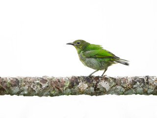 Female Green Honeycreeper portrait isolated