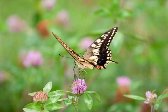あげは蝶 の画像 5 528 件の Stock 写真 ベクターおよびビデオ Adobe Stock